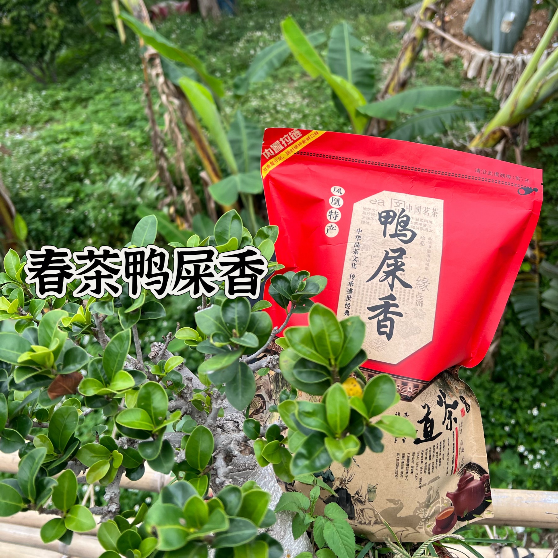 【2025年头春鸭屎香】自然银花兰花香 高香凤凰单丛乌龙茶网红茶