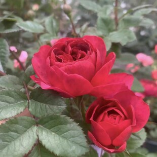 【绝色果汁】红色变异果汁阳台花型勤花浓香花卉庭院阳台