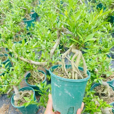 柳叶栀子花树苗水横枝盆景海岛小叶雀舌栀子花提根矮霸开花浓香型