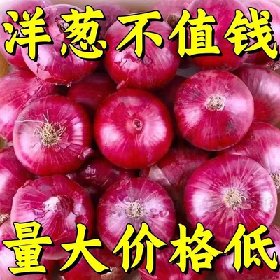 2025紫红山东紫皮洋葱红皮葱头水果新鲜现挖圆葱蔬菜批发农家自种