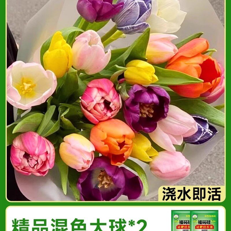 进口郁金香种球土培盆栽重瓣五度球百合风信子室内外水培花卉植物