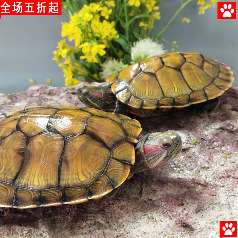 可下蛋宠物小乌龟淡水两巴西龟长只寿龟黄金招财活物