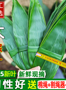 粽叶免邮新鲜大100片新鲜粽子叶包粽子干叶特大号棕叶批发端午节
