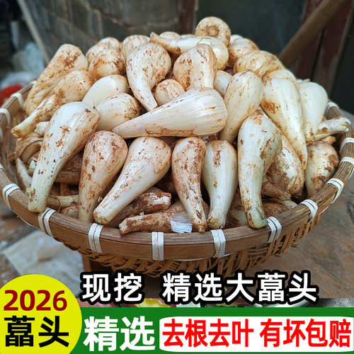 江西农家现挖现发新鲜藠头