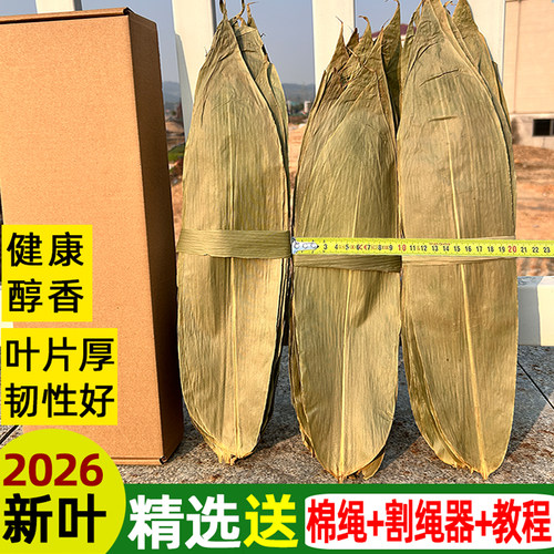 食主题新鲜干粽叶江西健康粽叶
