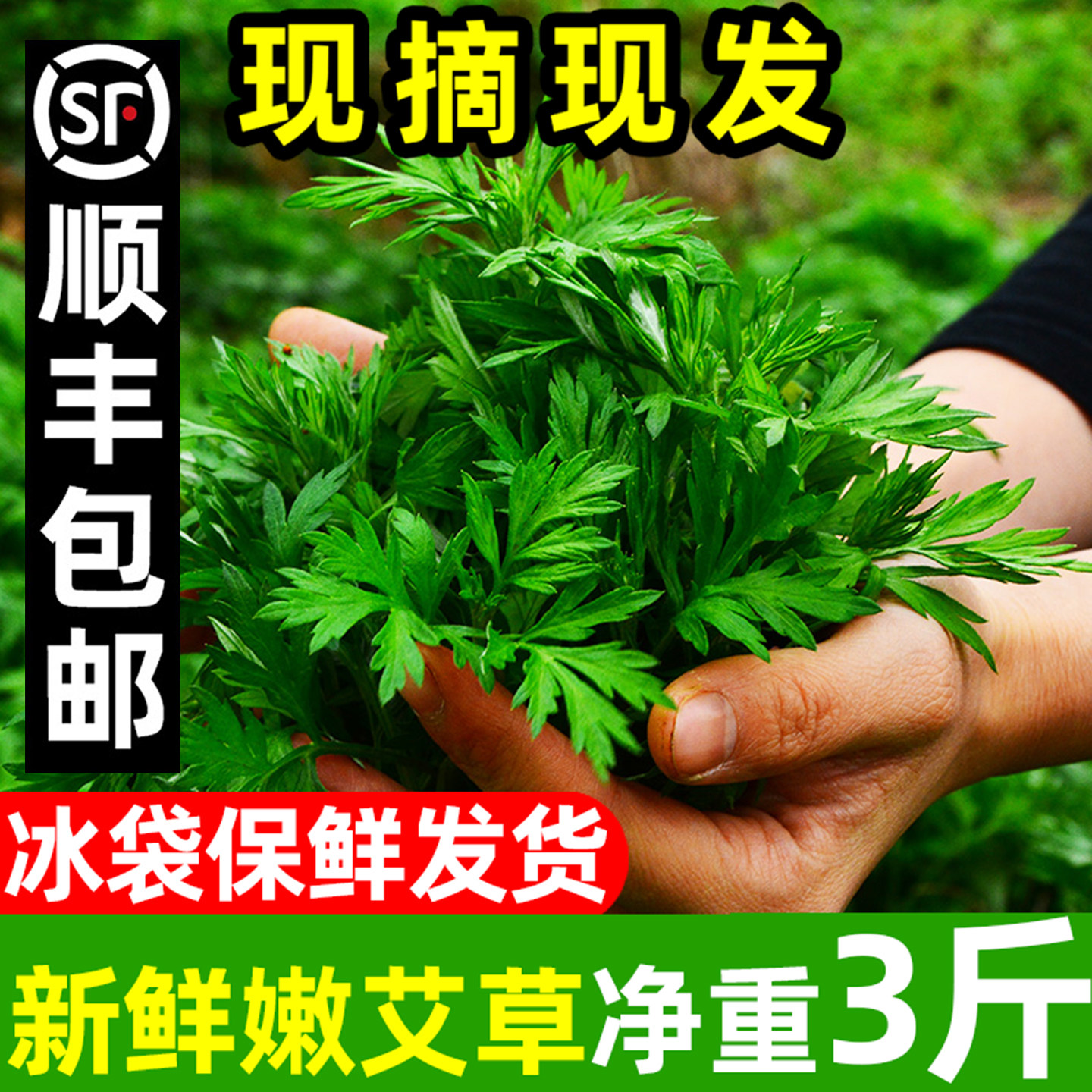 艾草新鲜现摘现发艾米果艾糍粑青团时令野菜清明草粑粑生艾草3斤