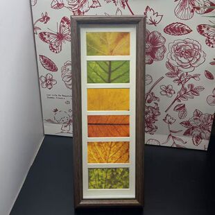 落叶树叶标本六联相框手工diy秋天叶子收集画框装饰画桌面摆件