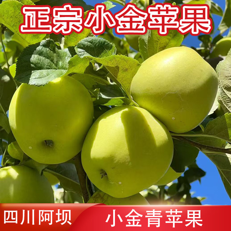 青苹果正宗阿坝州小金青苹果 青苹果四姑娘山高原新鲜水果青苹果