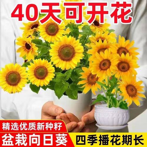 矮向日葵种子四季播观赏多头