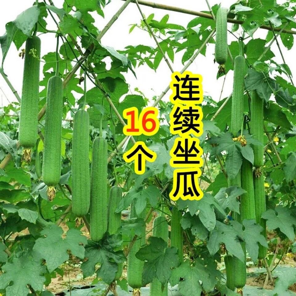 高产特大肉丝瓜种春夏秋季特长丝瓜籽农家庭院爬藤种子蔬菜菜种孑