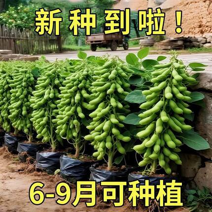 大粒九月鲜九月寒晚熟毛豆种子高产鲜食重阳豆菜用毛豆蔬菜种子