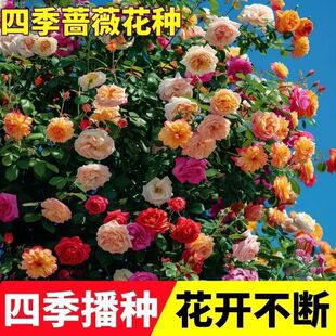 【有墙就爬】月季蔷薇花种子驱虫驱蚊耐热抗寒耐高温庭院四季常开