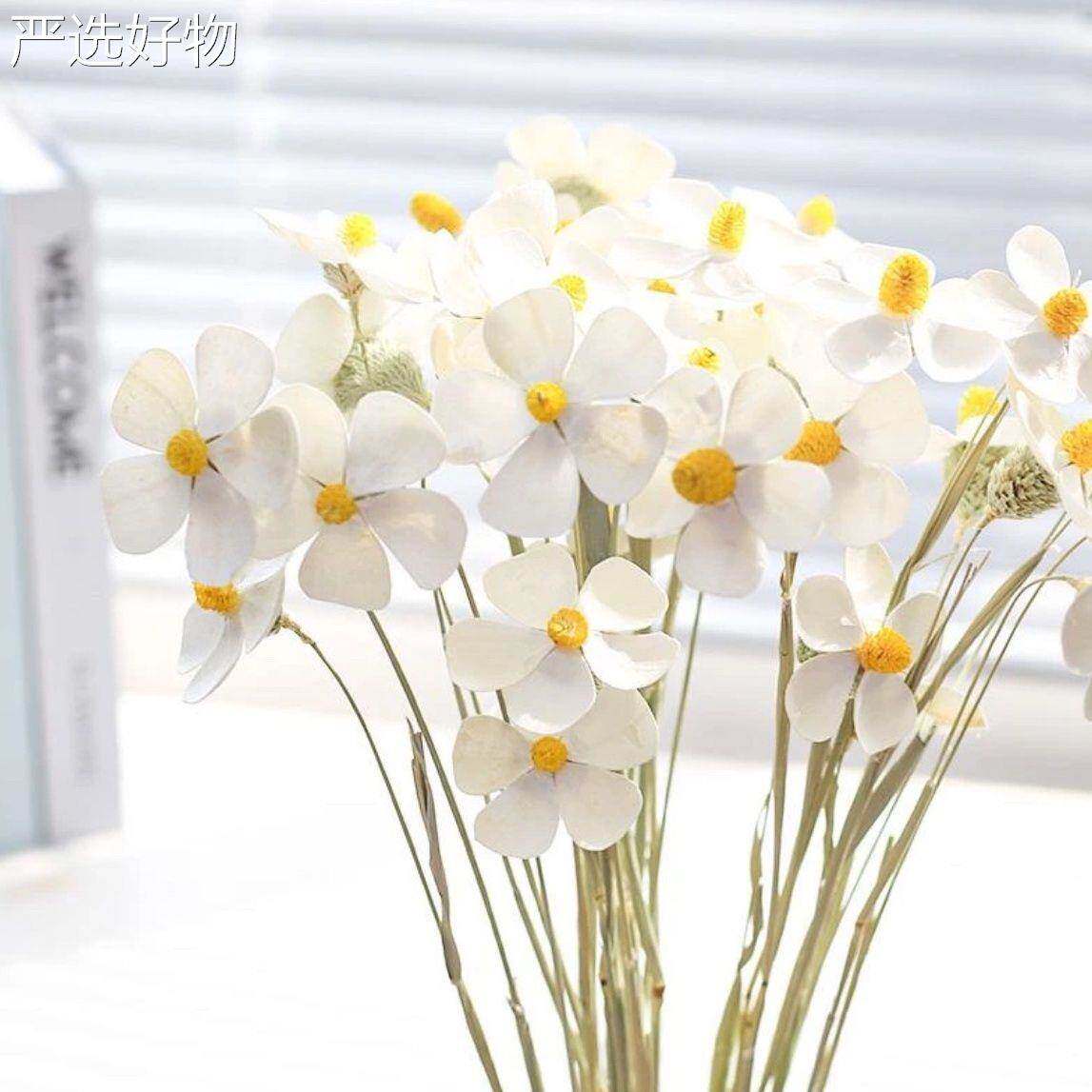 【全国包邮】紫罗兰永燥生花花店插花云南天然干白永色生蝴蝶兰家