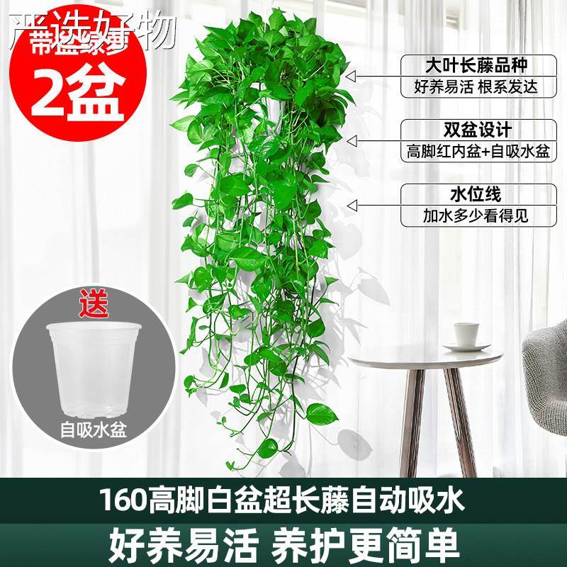 【全国包邮】金长葛吊兰水黄培盆栽室吊内客厅藤黄金葛垂植物新房