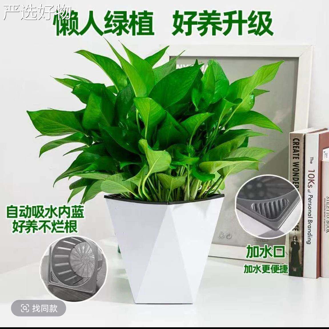 【全国包邮】新房黄物金葛盆栽室内客厅绿植花家用净化空气藤黄金