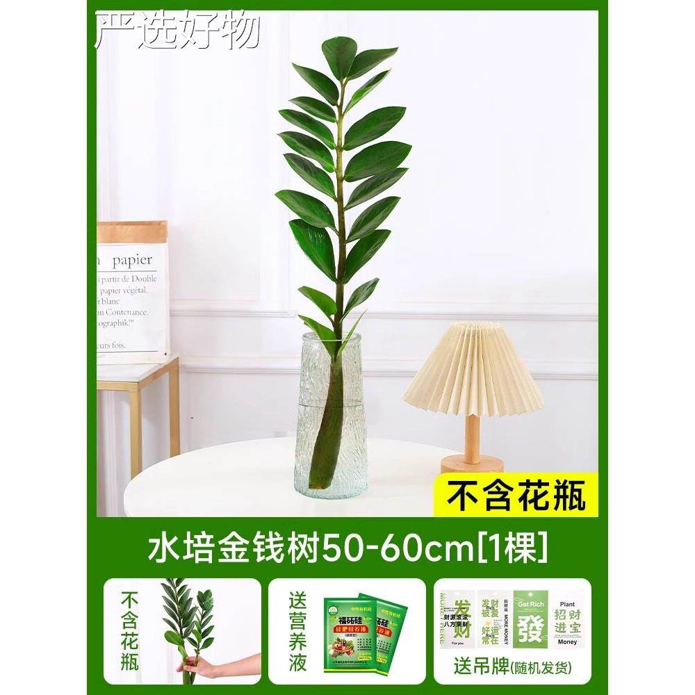 【全国包邮】培植水物金树盆栽客厅摇钱树财发树钱串钱子室内花卉