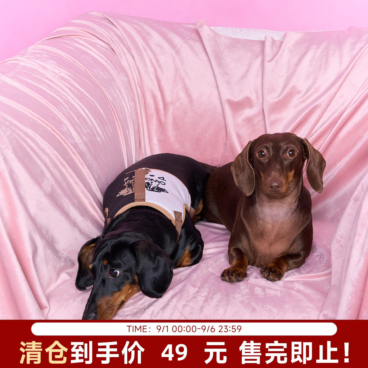 【陈伟霆】ROSYDOEDIAN X CANOTWAIT_宠物胸背牵引绳套装小型宠物