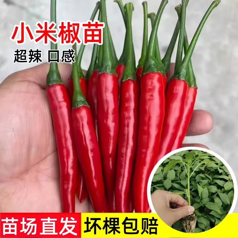 小米辣椒苗秧苗朝天椒种籽苗泡椒苗幼苗四季超辣超产阳台辣椒苗子