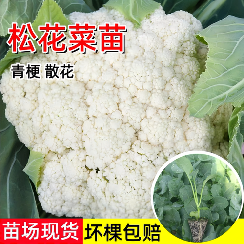 青梗松花菜苗散花菜秋冬季种蔬菜