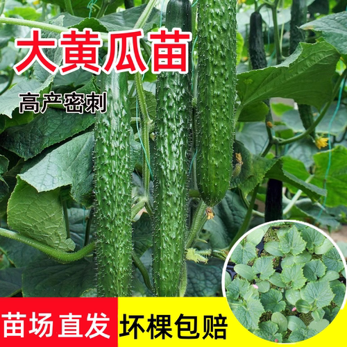 大黄瓜苗高产密刺嫁接春秋四季种