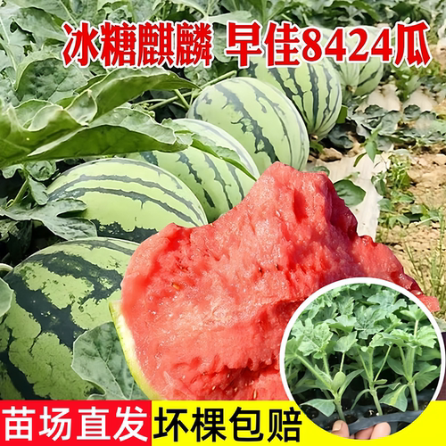 8424冰糖麒麟西瓜苗盆栽小西瓜苗
