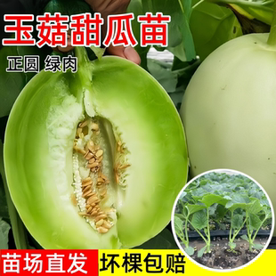 正圓玉菇甜瓜苗幼苗綠肉冰淇淋甜瓜苗秧超甜網(wǎng)紋老品種帶土南方種