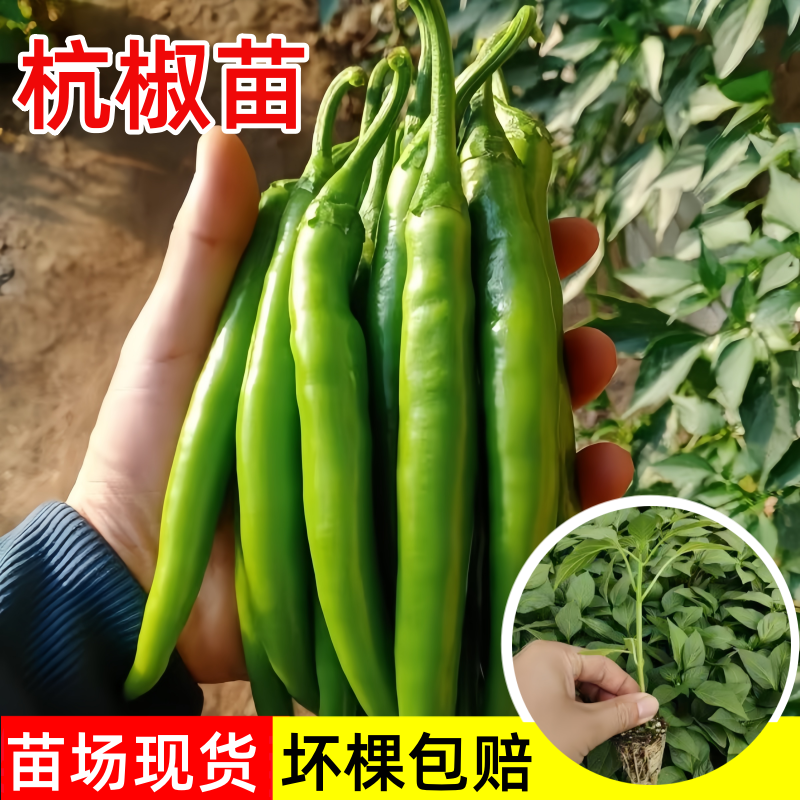 杭椒一号辣椒苗秧苗种籽子青椒苗子高产春秋四季阳台盆栽菜苗播种,鲜花速递/花卉仿真/绿植园艺,种苗/半成品盆栽,淘宝优惠券,粉丝福利购,淘宝优惠卷