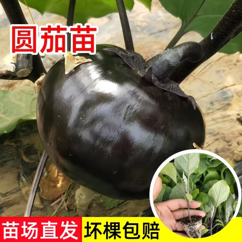 早熟高产黑紫圆茄子苗春季蔬菜苗