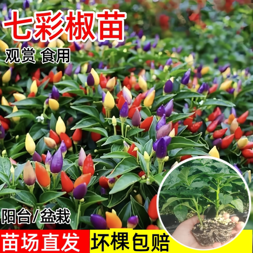 四季七彩椒辣椒苗阳台盆栽泡椒苗