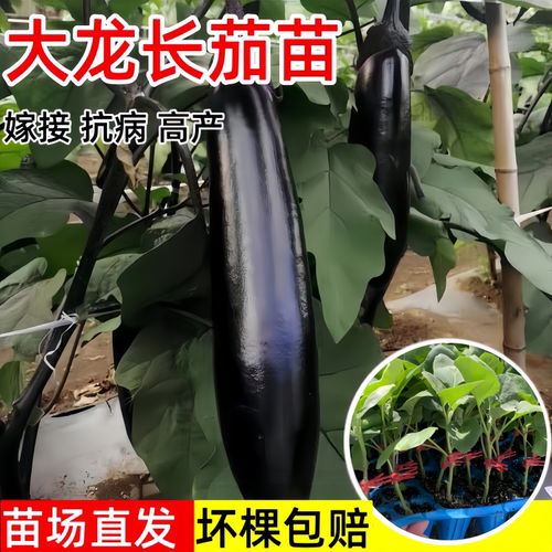 嫁接大龙长茄苗秧苗紫黑色长茄子