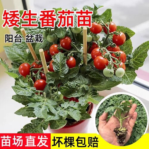 四季阳台矮生小番茄苗盆栽红黄黑