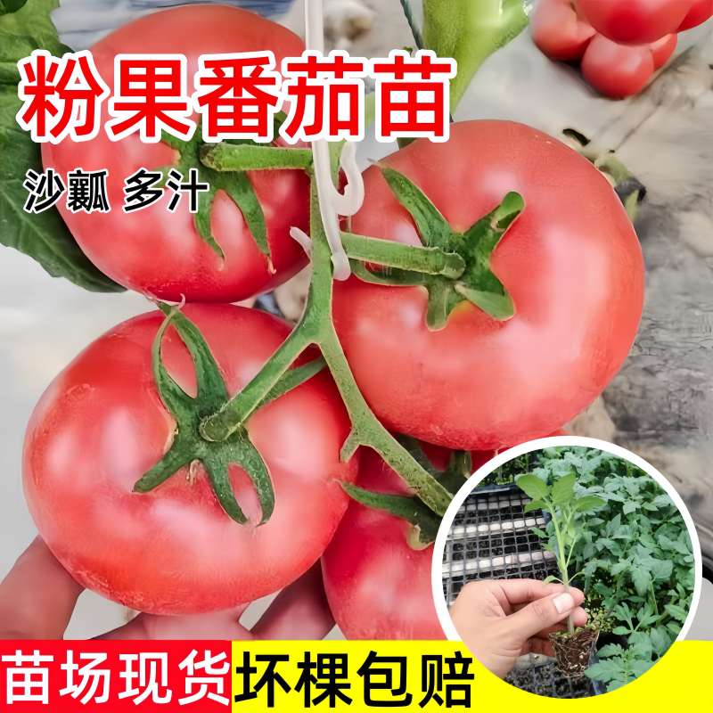大粉番茄苗秧老品种沙瓤口感番茄