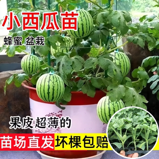蜂蜜盆栽小西瓜苗阳台盆栽麒麟瓜秧苗超甜薄皮红玉2K种籽四季 水果