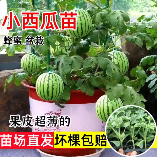 麒麟瓜秧苗超甜薄皮红玉2K种籽子