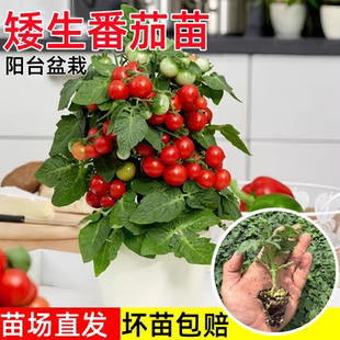爆满盆矮生盆栽小番茄苗秧苗四季圣女果红黄黑樱桃西红柿种子阳台