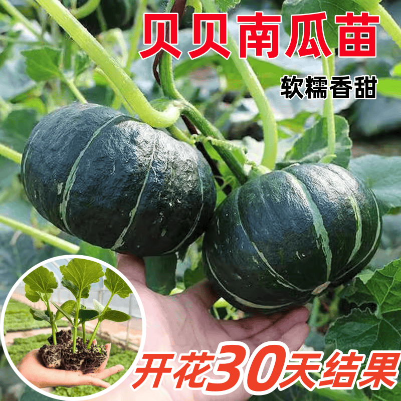 迷你贝贝南瓜苗秧苗正宗板栗味奶油小南瓜种籽孑高产四季盆栽菜苗,鲜花速递/花卉仿真/绿植园艺,种苗/半成品盆栽,淘宝优惠券,粉丝福利购,淘宝优惠卷