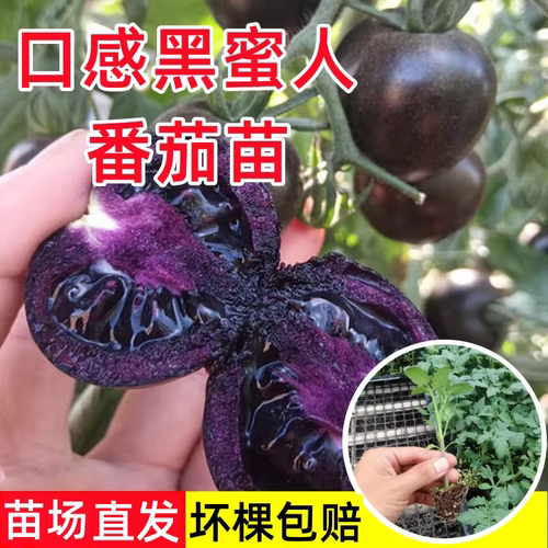 口感黑蜜人番茄苗秧四季种水果小西红柿苗子阳台盆栽樱桃小番茄苗
