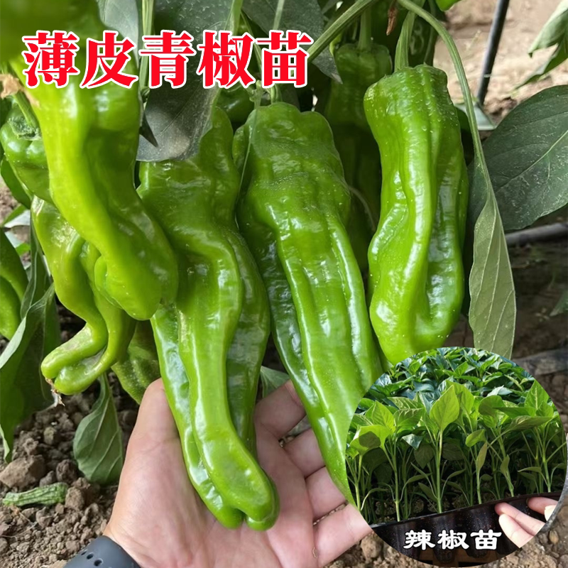 薄皮椒苗泡椒辣椒秧苗苏椒青椒麻椒种籽四季高产阳台盆栽蔬菜苗子