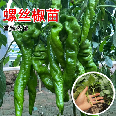 高产螺丝椒辣椒苗香辣特大薄皮椒