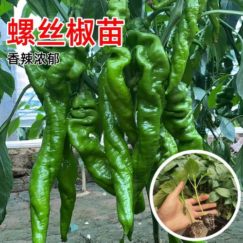 高产螺丝椒辣椒苗香辣特大薄皮椒