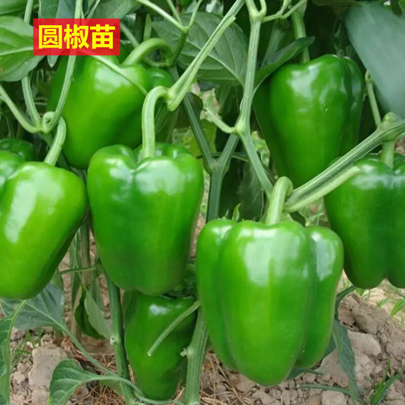 高产圆椒菜椒苗辣椒苗秧苗青椒太空椒方椒种籽灯笼椒秧子阳台菜苗