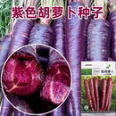 胡蘿卜種子種籽紅水果蘿卜四季 籽種蔬菜孑盆栽陽臺(tái)紫色黃胡羅卜種