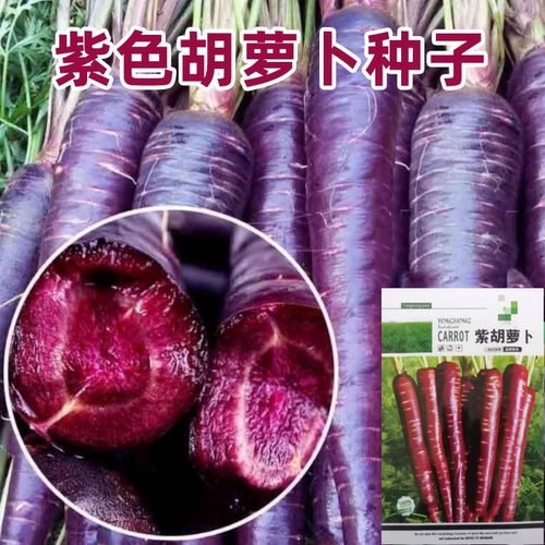 紫胡萝卜红胡萝卜种籽四季