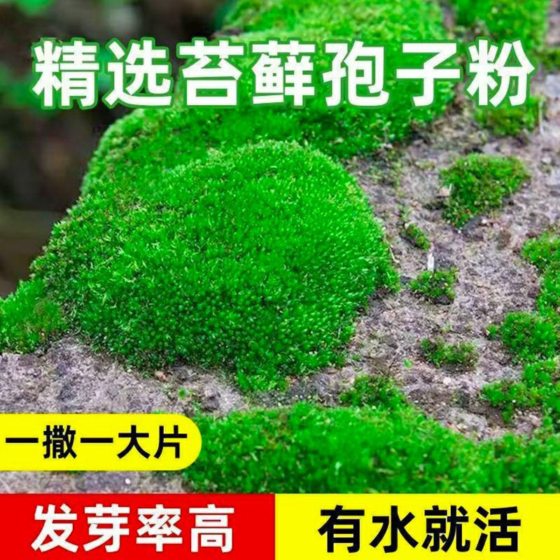 苔藓孢子粉鲜活青苔种子上水石草种籽假山吸水石盆景盆栽铺面微景,鲜花速递/花卉仿真/绿植园艺,水苔,淘宝优惠券,粉丝福利购,淘宝优惠卷