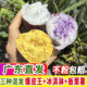 网红冰淇淋番薯一点红红薯新鲜爆皮王鸡蛋黄心粉糯甜混搭板栗地瓜