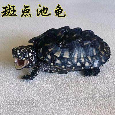斑点龟苗斑点池龟满天星深水龟黄头侧颈龟宠物龟活体观赏龟小乌龟