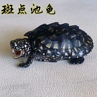 纯种斑点龟黑池龟斑点苗深水龟