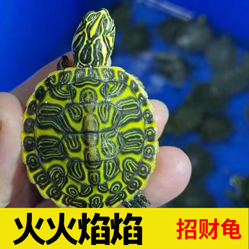 正宗安南龟活体宠物长寿风水