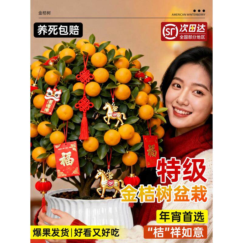 金桔树盆栽可食用带果四季桔客厅室内外小橘子盆景年宵花绿植好养