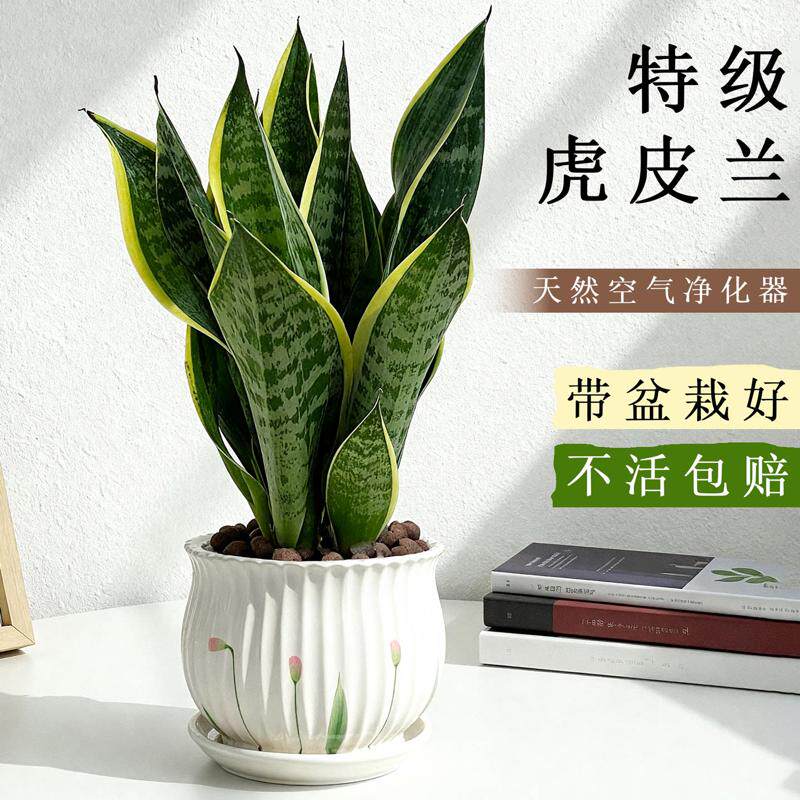 金边虎皮兰绿植盆栽水培室内多肉植物花卉客厅大型盆景甲醛吸水